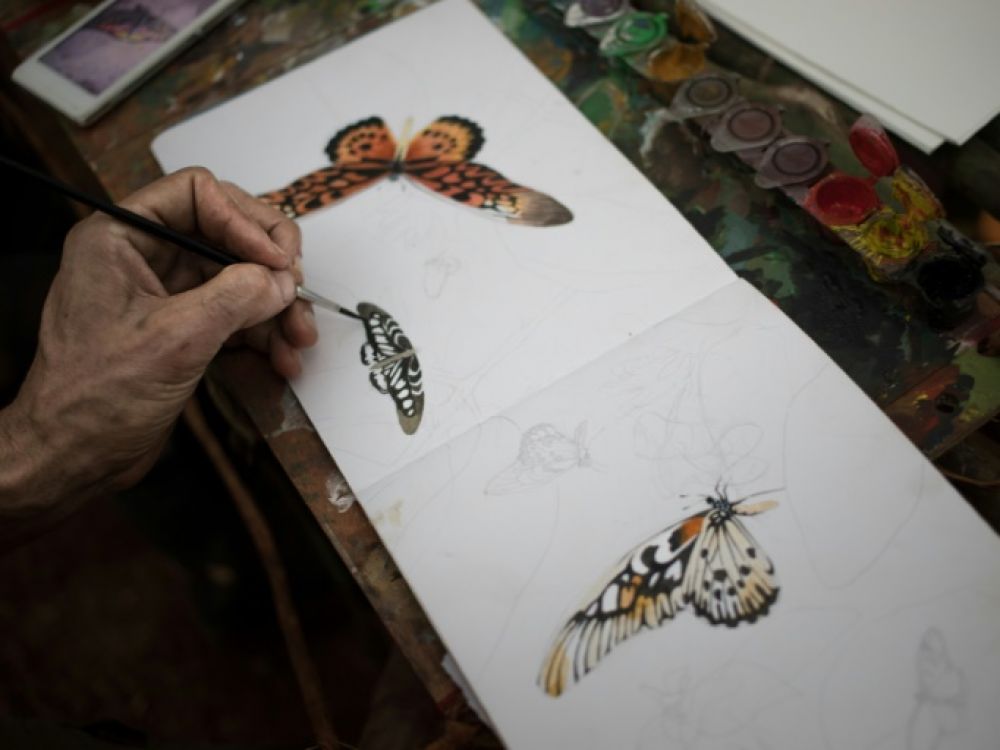 papillon centre afrique