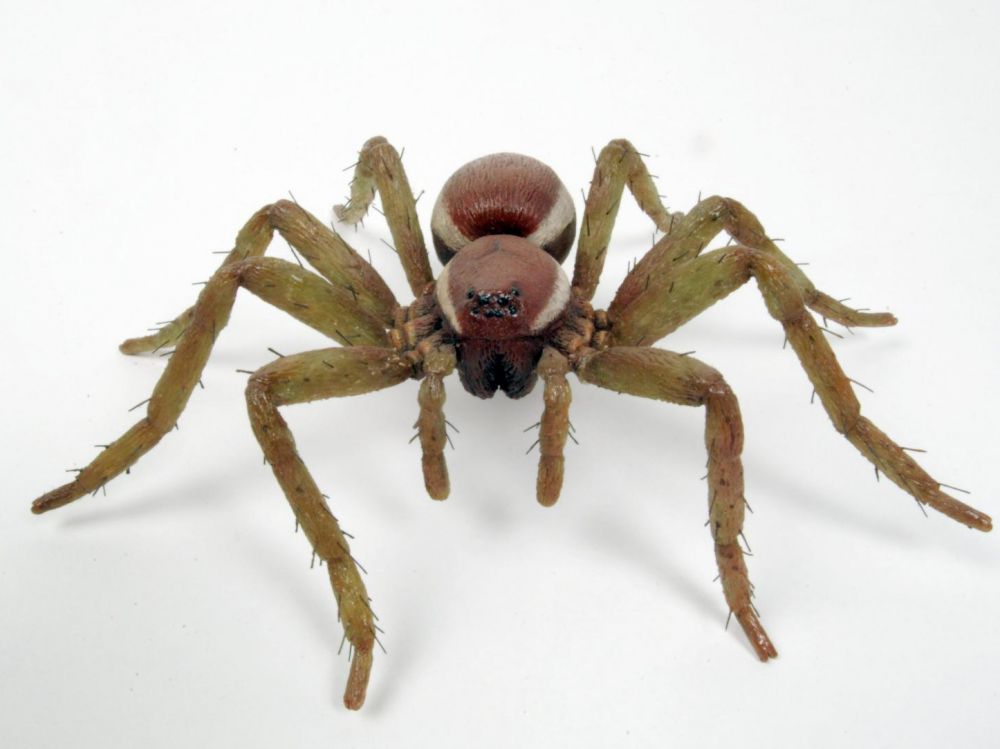 araignée