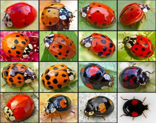 coccinelle