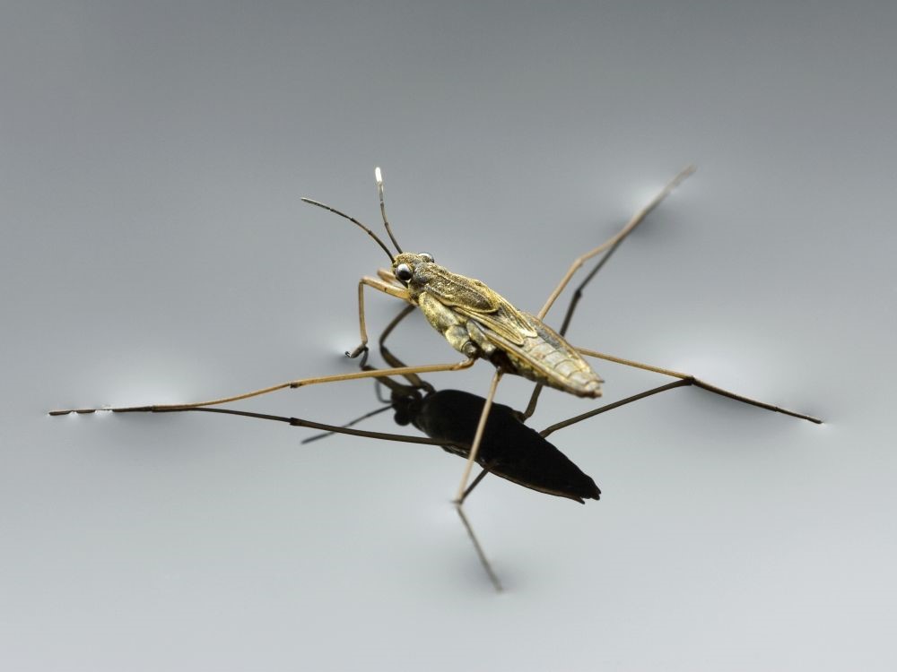 comment les insectes marchent sur l'eau