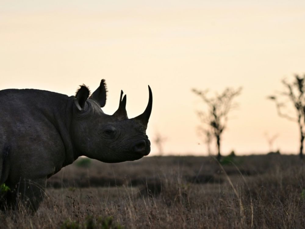 rhinocéros noir