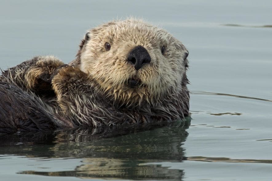 loutre