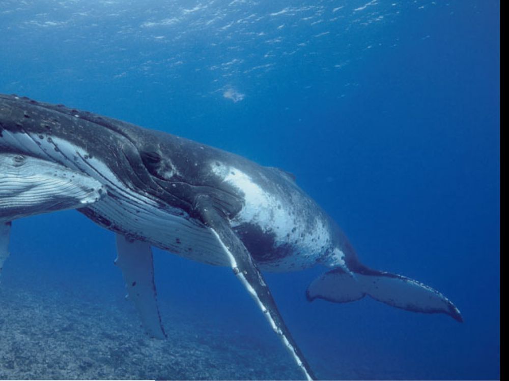 bavarde comme une baleine