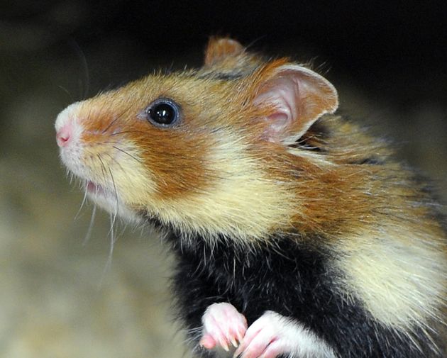 le gran hamster
