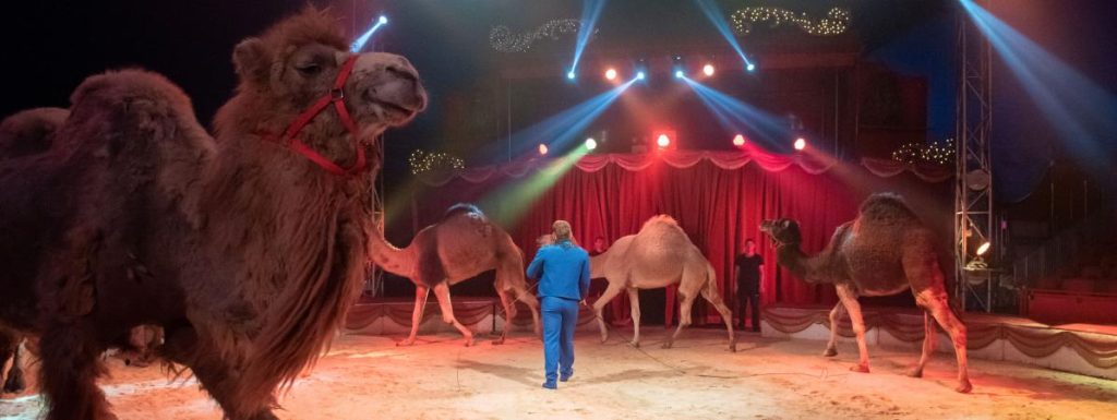 animaux et cirque
