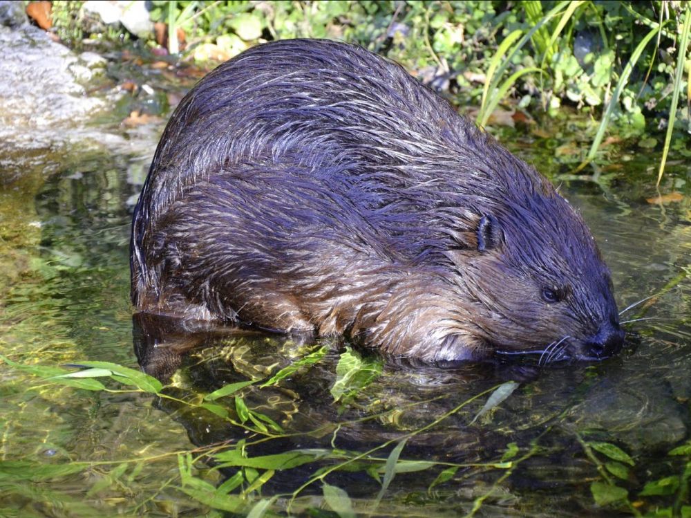 castor et amphibiens