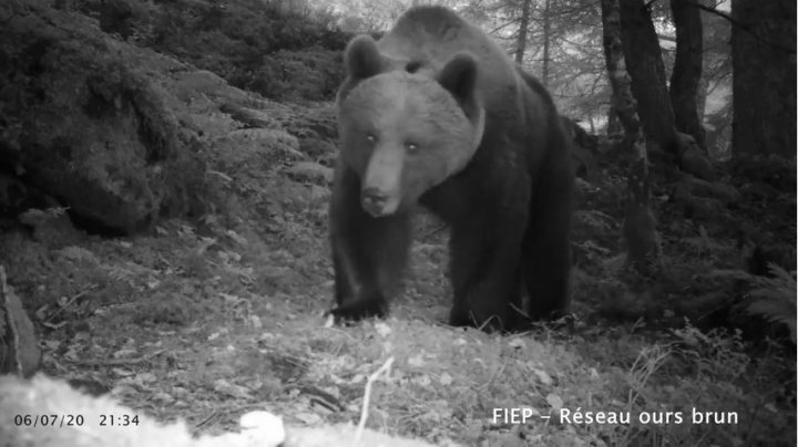 ours pyrennÉes