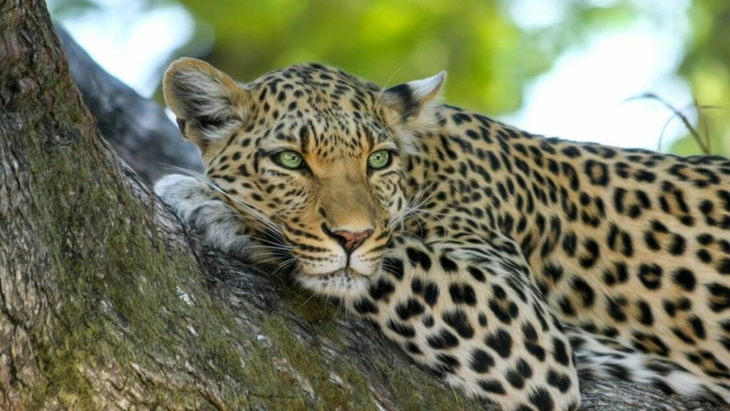 leopard jaguar guepard comment les differencier
