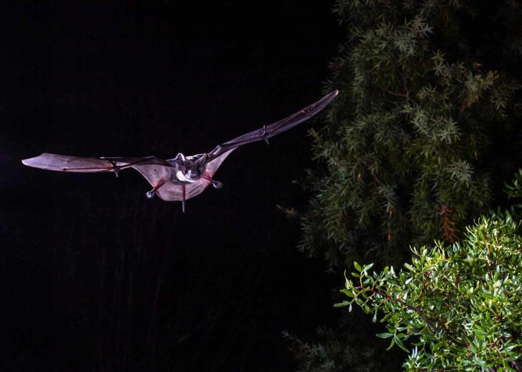 chauve souris