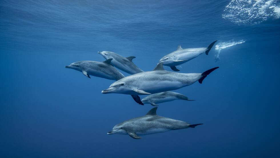 les dauphins mémorisent les sifflements de leurs congénères