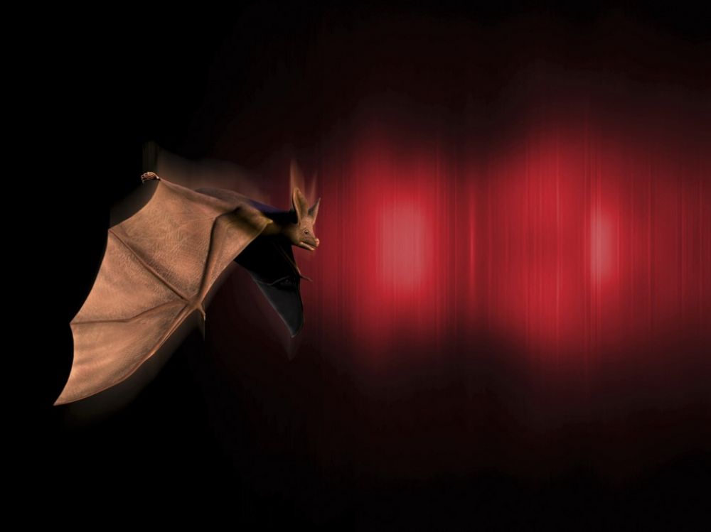 écholocation chez les chauves souris
