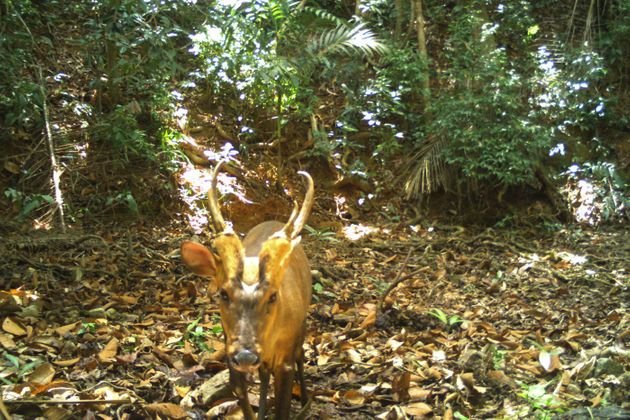cerf muntjac
