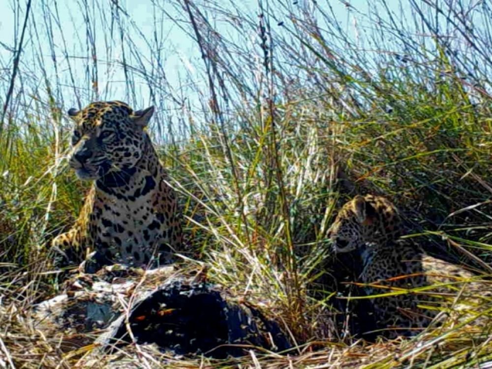 jaguar en argentine