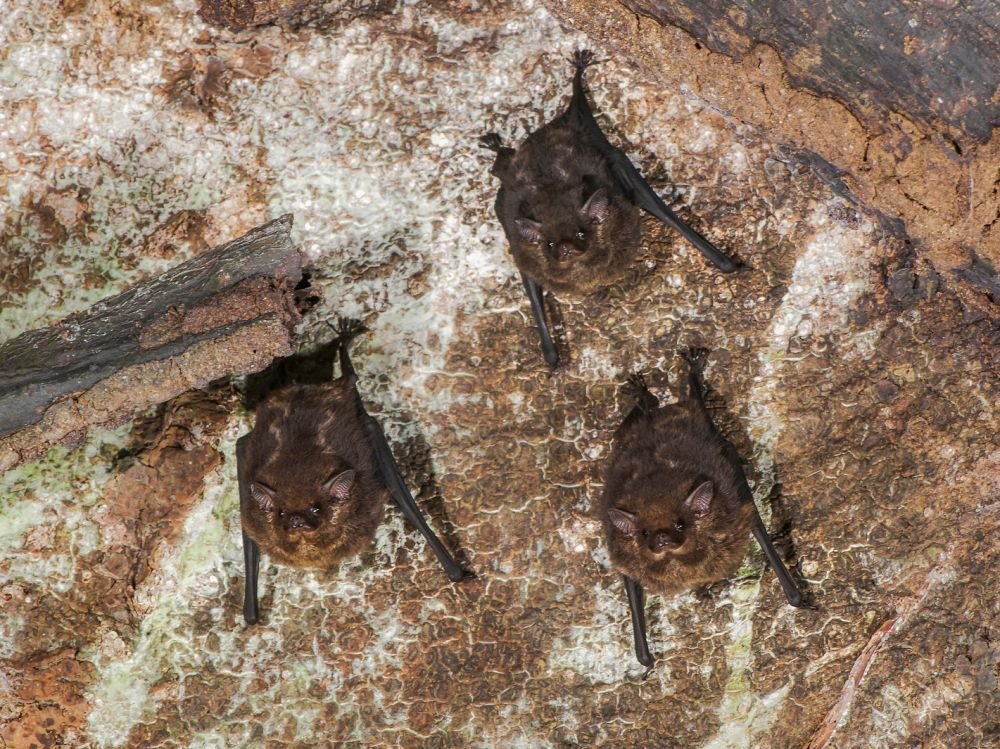 chauve souris : brésil