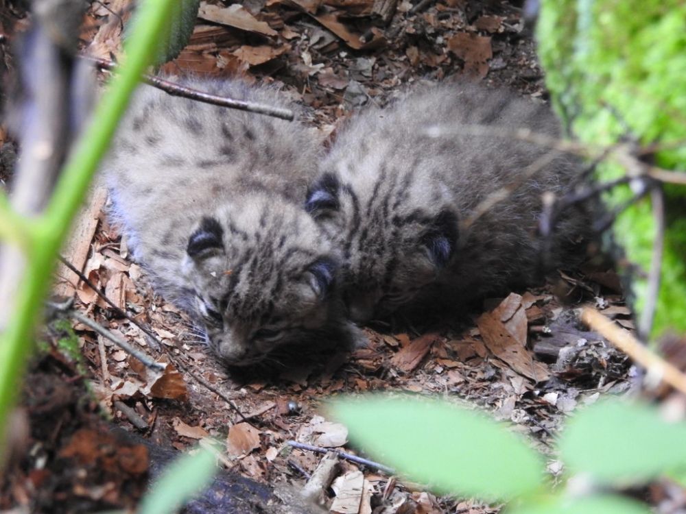 lynx boréal