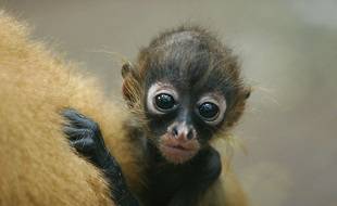 singe araignée