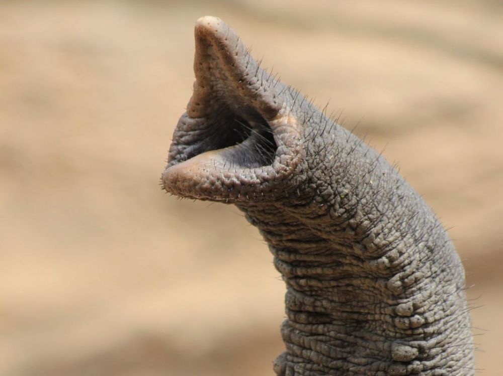trompre d'éléphant