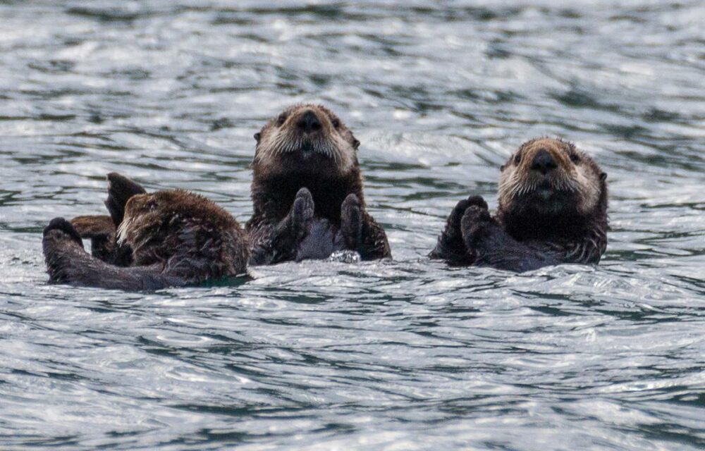 loutre de mer