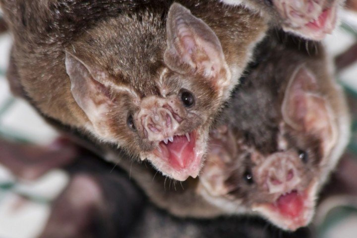 chauves souris