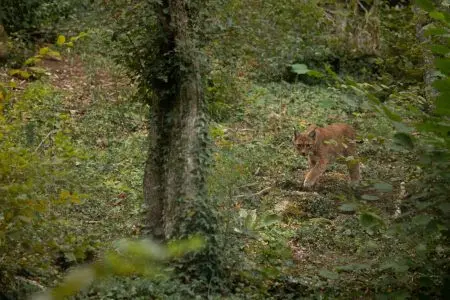 lynx