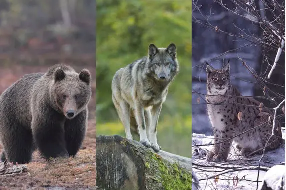 ours,lynx,loup