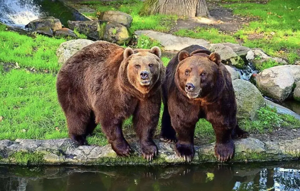 férus ours