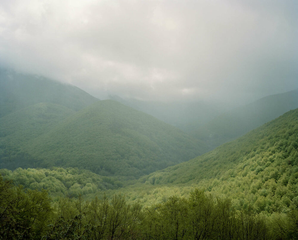 60% du parc, forêt de hêtres