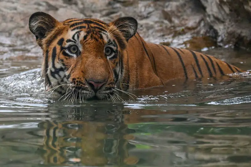 tigre en inde