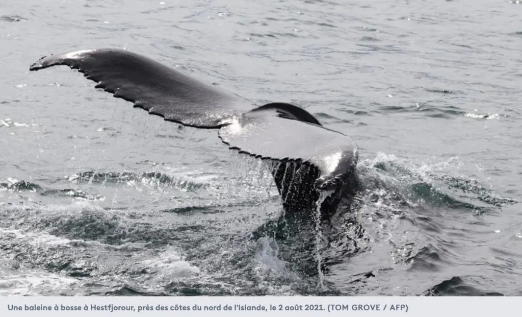 baleine à bosse