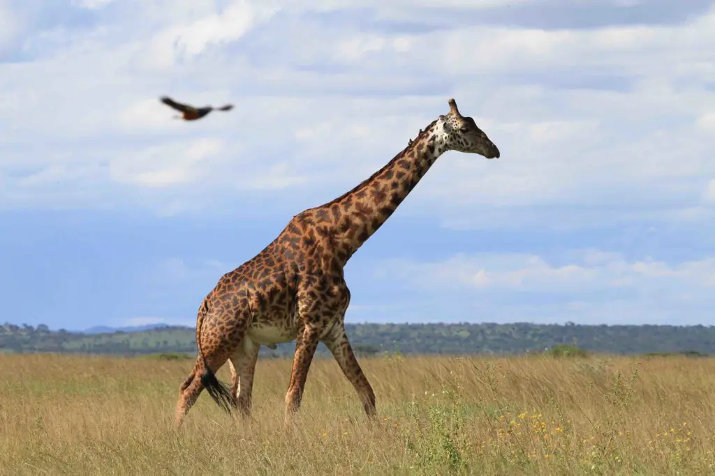 girafe