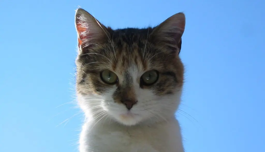 chat
