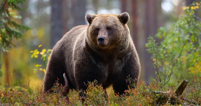 bilan ours