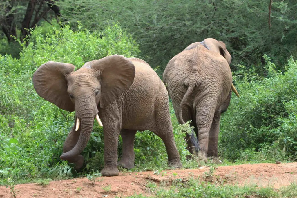 elephants