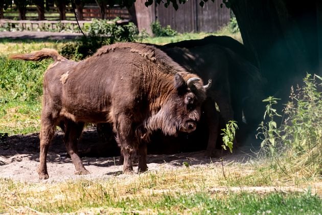 bison dans le kent