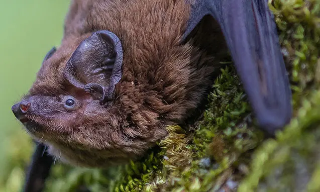 pipistrelle