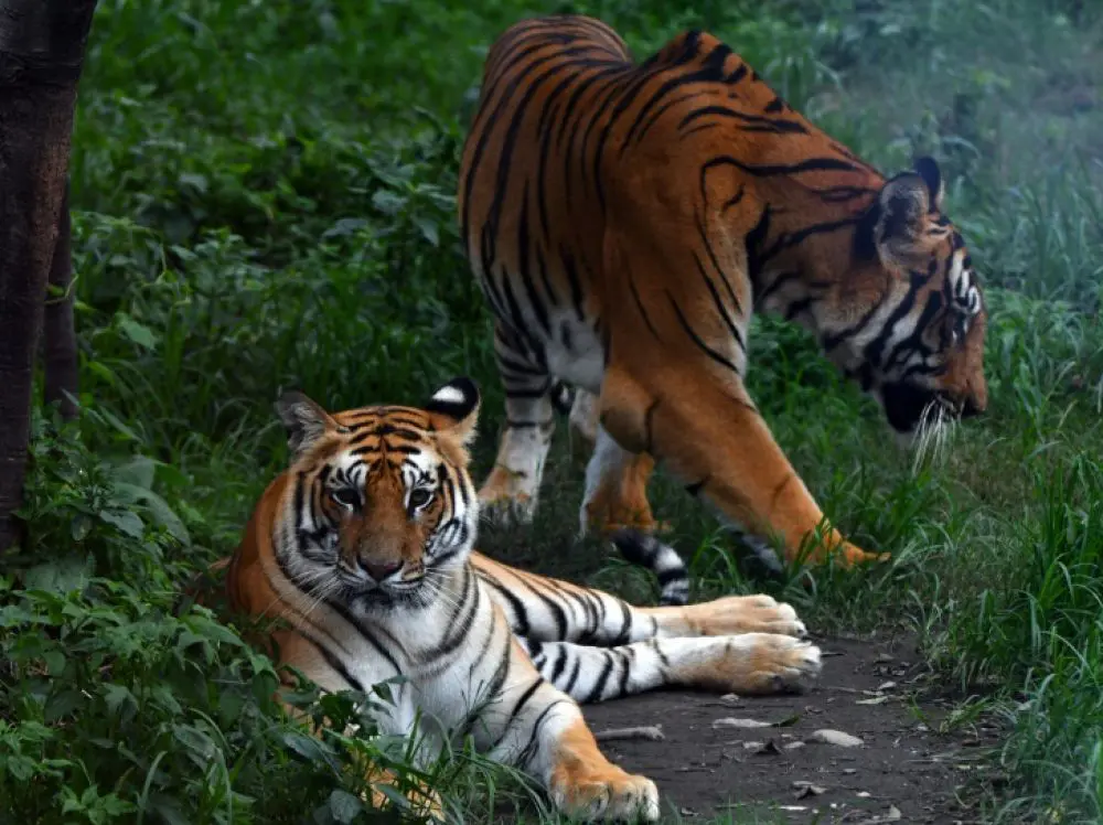 tigres