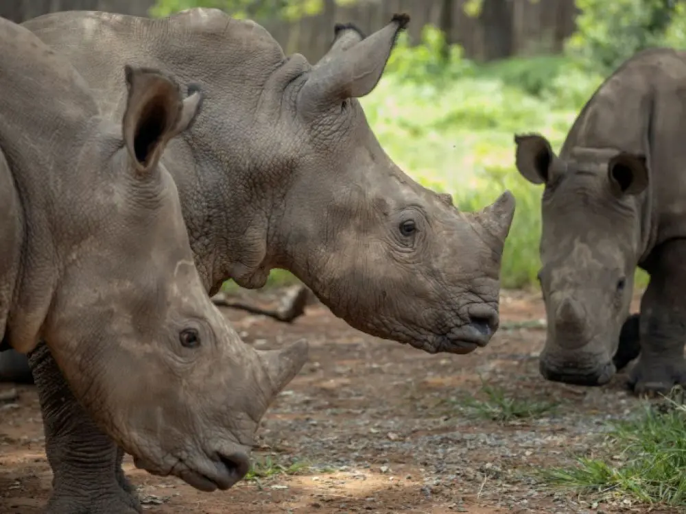 rhinocéros