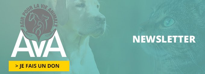 ava newsletter