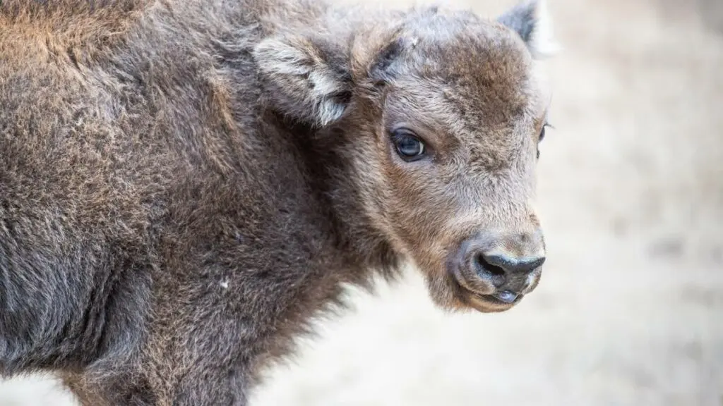 naissance surprise du premier bison sauvage au royaume uni depuis des millenaires
