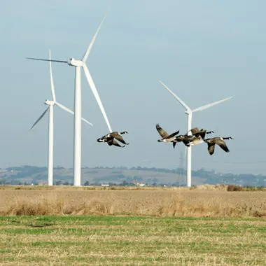birds flying near a wind farm.jpg