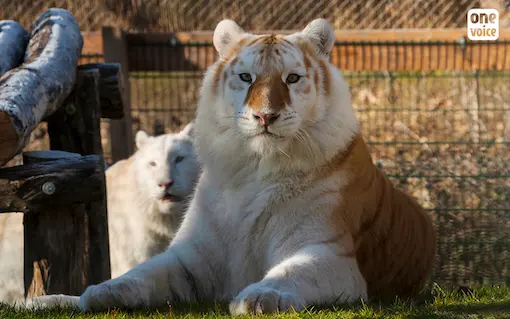 tigres saisis masson ©one voice