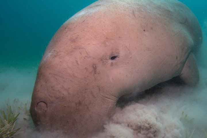 dugon de la mer rouge