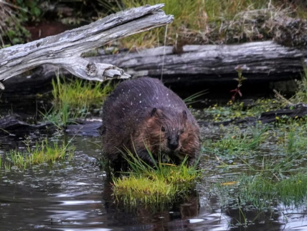 castor et qualité de l'eau
