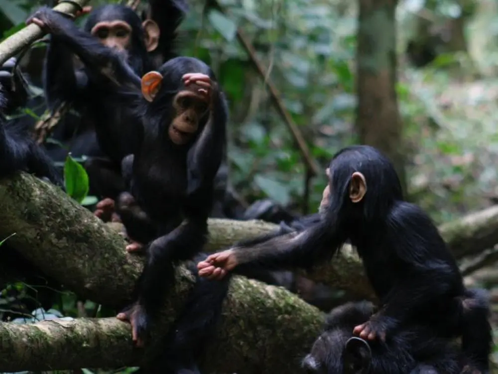chimpanzés