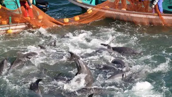 capture des dauphins