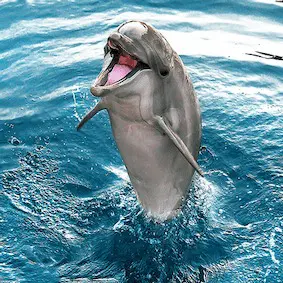 dauphins
