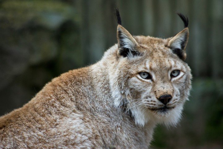lynx boréal