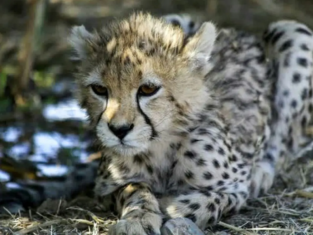 guepard dasie