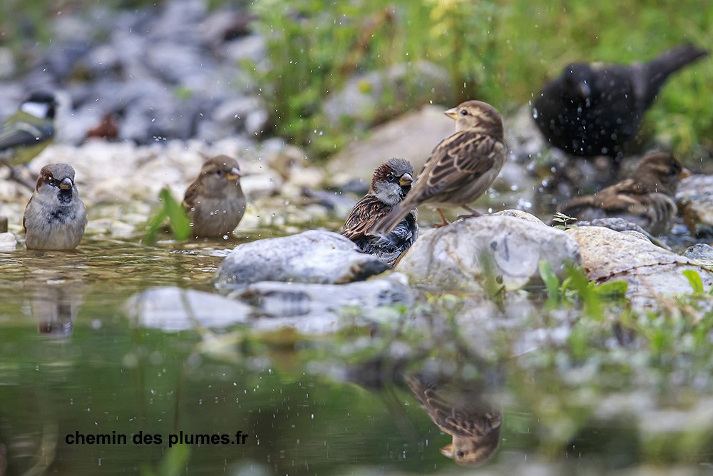 moineaux domestiques