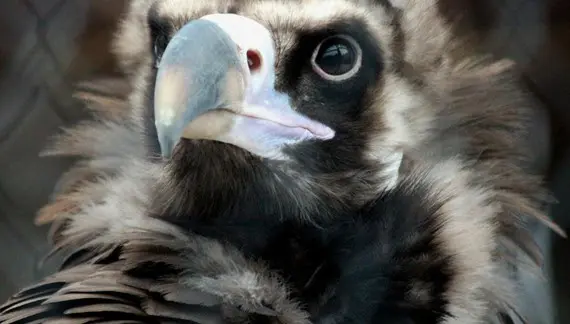 vautour moine